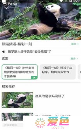 熊猫频道app下载