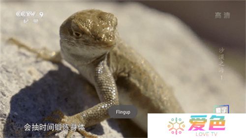 星火电视直播