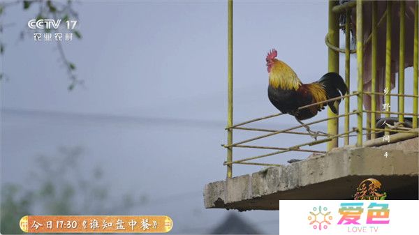 全能看tv